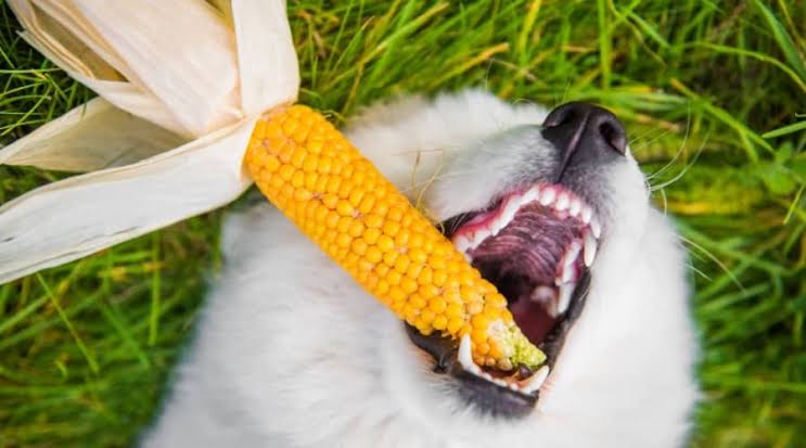 Milho caes comer são João