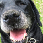 As 10 raças de cachorro que vivem mais