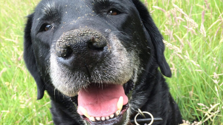 As 10 raças de cachorro que vivem mais