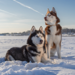 Qual é o cachorro mais perigoso do mundo? As 10 raças mais bravas