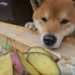 Os cachorros podem comer batata-doce?