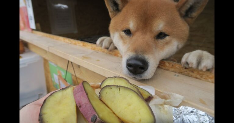 Os cachorros podem comer batata-doce?