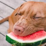 Cachorros podem comer melancia?