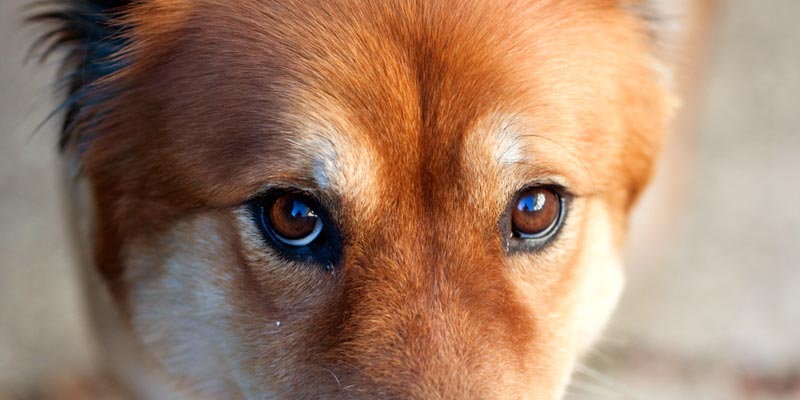 Cachorros enxergam cores preto e branco azul amarelo cães maboo como os caes enxergam