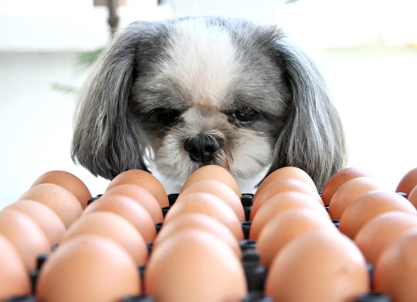 ovo faz bem para o cachorro - cachorro pode comer ovo - ovo pode dar ao cachorro - como dar ovos para o cachorro - beneficio do ovo para o cachorro