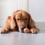 Ovo faz bem para os cachorros?