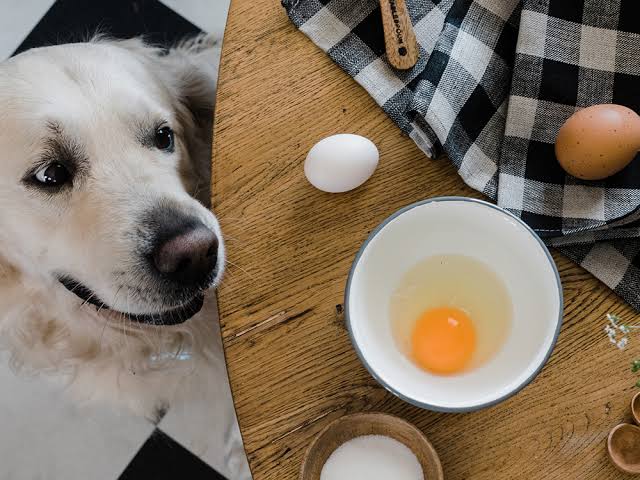 maboo ovo como dar comer blog cachorro
ovo faz bem para o cachorro - cachorro pode comer ovo - ovo pode dar ao cachorro - como dar ovos para o cachorro - beneficio do ovo para o cachorro