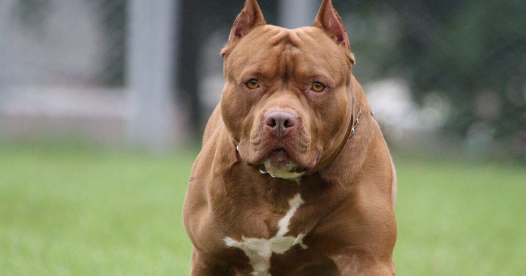 Qual cachorro tem a mordida mais forte pit bull doguinho
Qual o cachorro mais perigoso do mundo As 10 raças mais bravas