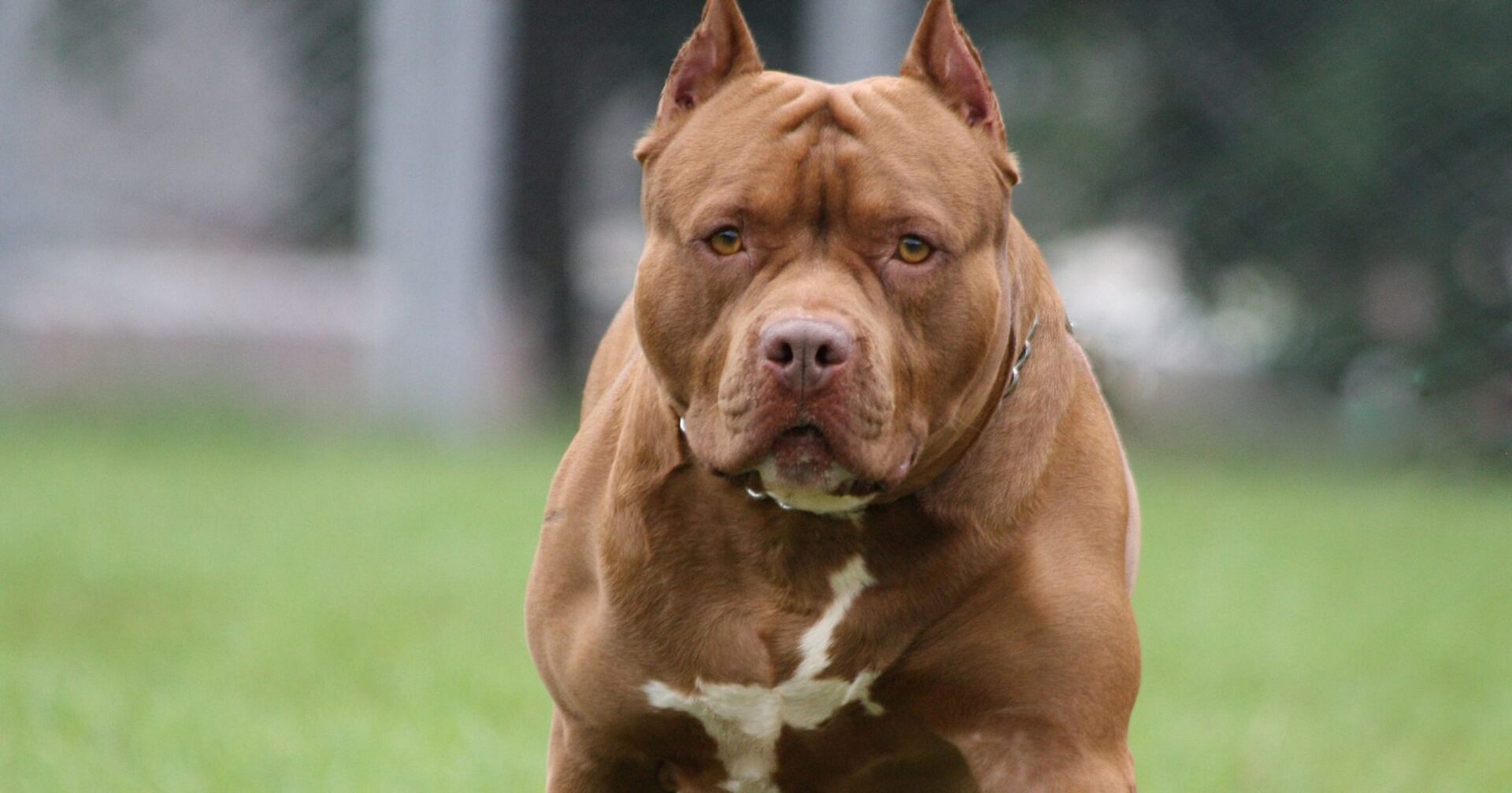 Qual é o cachorro mais perigoso do mundo? As 10 raças mais bravas - Maboo