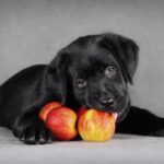 Cachorro pode comer maçã?