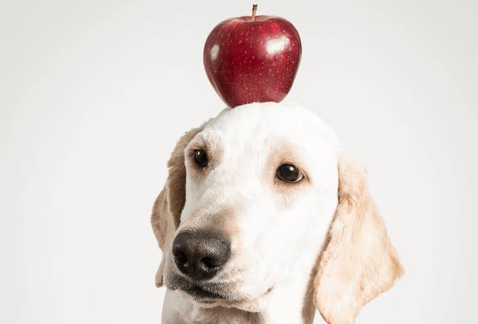 maçã comer pode cachorro maboo