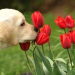 Conheça as plantas que os cachorros podem comer