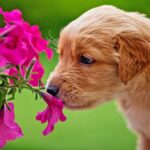 Plantas tóxicas para cachorros