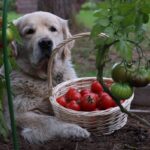 Cachorro pode comer tomate?