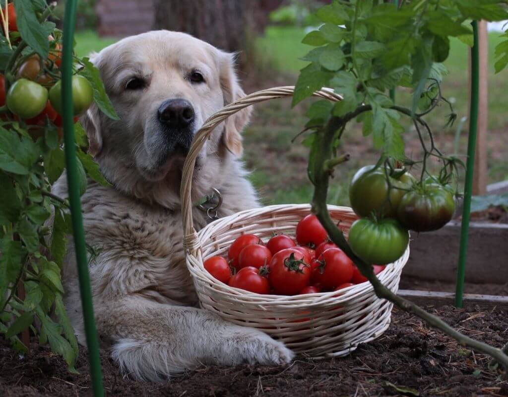 Cachorro pode comer tomate?