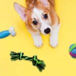 Enriquecimento Ambiental: você sabe o que é?