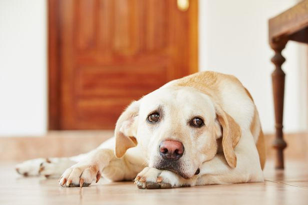 Cognição canina, Inteligência canina,Comportamento animal,Emoções de cachorro, Cachorro
percepção canina, psicologia canina,Compreendendo os cães,Cachorro,consciência canina,sentidos caninos,Posse de animal de estimação,cães de treinamento,
neurociência canina,Personalidade do cachorro,aprendizagem canina,características da raça,
memória canina,socialização de cães,Bem estar animal,Modificação do comportamento do cão,
terapia animal de estimação, O que os cachorros pensam, cérebro canino,Cérebro dos cachorros: Estrutura e Funcionamento,Comportamento e Emoções dos Cachorros, Como os cães processam emoções, Os sentidos dos cães como eles interpretam o ambiente, Como os cães aprendem e memorizam informações, Dúvidas sobre como os cachorros pensam