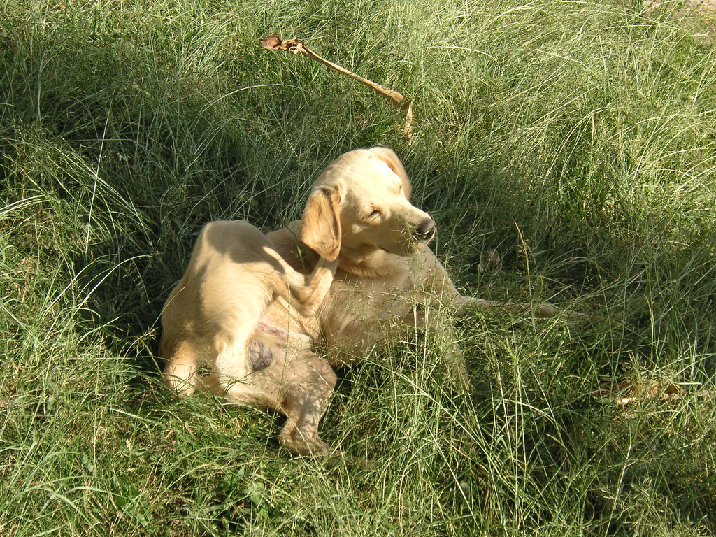 Onde cachorro pega carrapato, Sintomas de doenças causadas por carrapatos em cães, Como prevenir infestações de carrapatos em cães, Outras Dúvidas sobre Carrapatos,