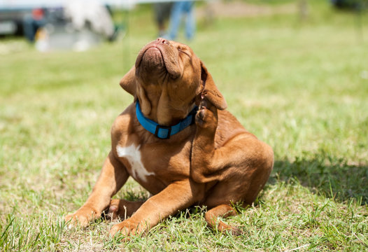 Onde cachorro pega carrapato, Sintomas de doenças causadas por carrapatos em cães, Como prevenir infestações de carrapatos em cães, Outras Dúvidas sobre Carrapatos,