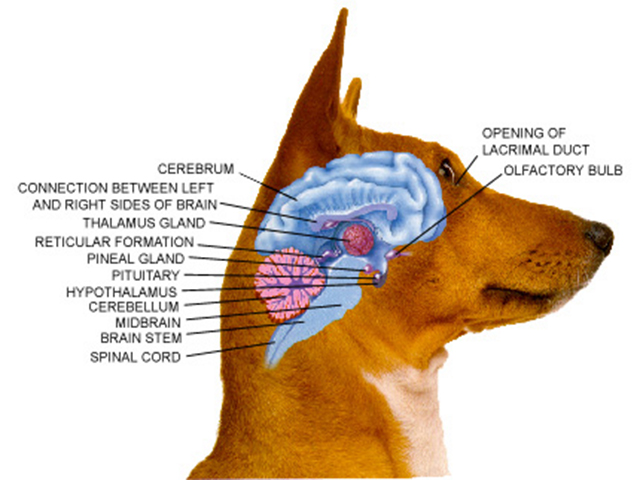 Cognição canina, Inteligência canina,Comportamento animal,Emoções de cachorro, Cachorro
percepção canina, psicologia canina,Compreendendo os cães,Cachorro,consciência canina,sentidos caninos,Posse de animal de estimação,cães de treinamento,
neurociência canina,Personalidade do cachorro,aprendizagem canina,características da raça,
memória canina,socialização de cães,Bem estar animal,Modificação do comportamento do cão,
terapia animal de estimação, O que os cachorros pensam, cérebro canino,Cérebro dos cachorros: Estrutura e Funcionamento,Comportamento e Emoções dos Cachorros, Como os cães processam emoções, Os sentidos dos cães como eles interpretam o ambiente, Como os cães aprendem e memorizam informações, Dúvidas sobre como os cachorros pensam