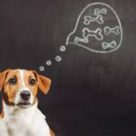 Como os cachorros pensam? Veja o que acontece dentro do cérebro canino