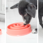 Comedouro Lento para Cães: Benefícios para seu Cachorro