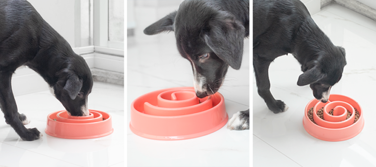 Comedouro Lento para Cães: Benefícios para seu Cachorro