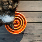 Comedouros Interativos para Cachorros: Benefícios para seu Pet