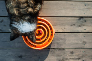 Comedouros Interativos para Cachorros: Benefícios para seu Pet