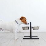 Comedouro Elevado: A Importância da Altura Apropriada para os Cães