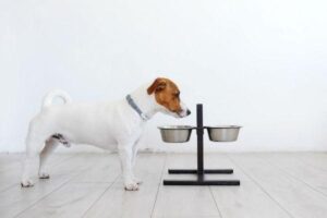 Comedouro Elevado: A Importância da Altura Apropriada para os Cães