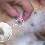 Como cachorros pegam carrapato? Entenda os riscos e precauções