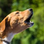 Cachorro latindo para criança chorando: Entenda a situação