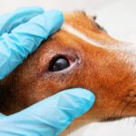 Como cachorro pega cinomose? Entenda os riscos e como proteger seu cão