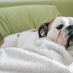 Como cachorro pega giárdia? Entenda os riscos e medidas preventivas