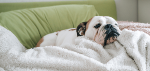 Como cachorro pega giárdia? Entenda os riscos e medidas preventivas