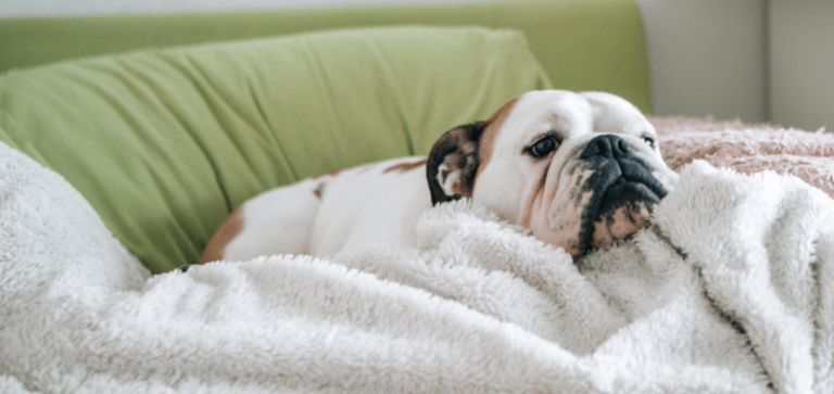 Como cachorro pega giárdia? Entenda os riscos e medidas preventivas
