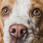 Como cachorro enxerga? Veja como eles exploram o mundo