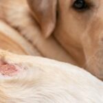 Como cachorro pega sarna? Causas, sintomas e tratamentos