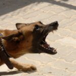 Como cachorro pega raiva? Descubra os Perigos e Como Proteger