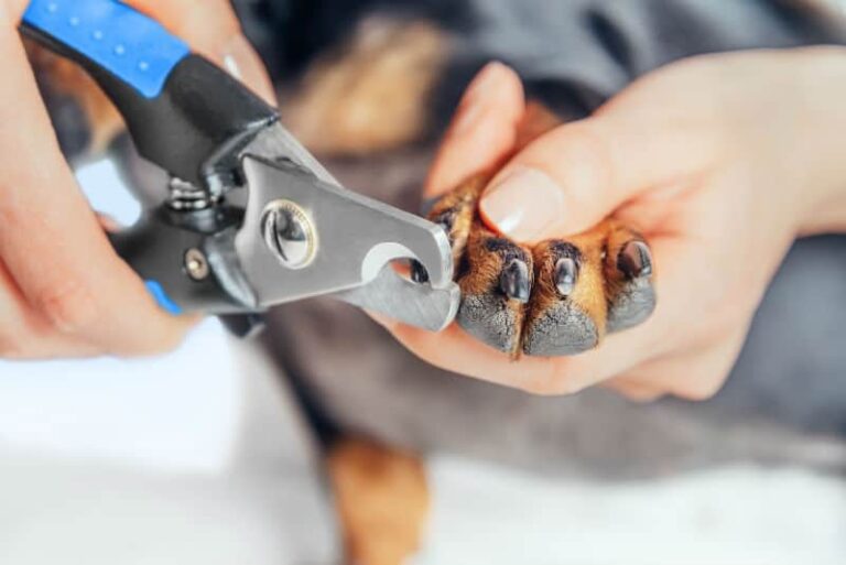 Como Cortar as Unhas do Cachorro em Casa